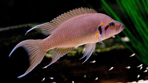 picture of an aquarium fish Neolamprologus brichardi