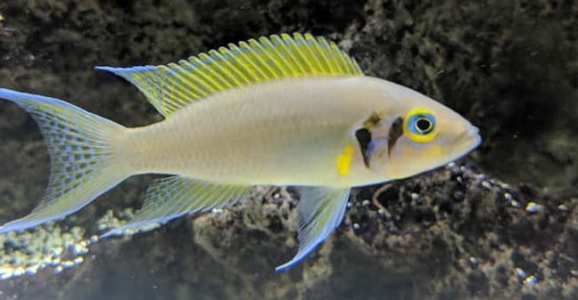 picture of an aquairum fish Neolamprologus pulcher