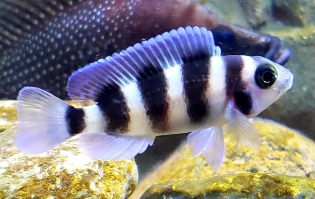 picture of an aquarium fish Neolamprologus tretocephalus