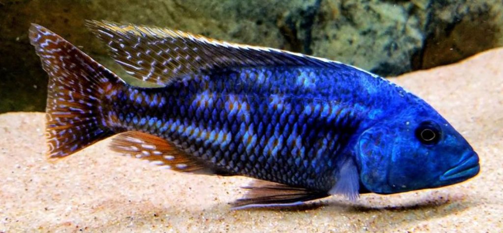 picture of an aquarium fish Nimbochromis fuscotaeniatus