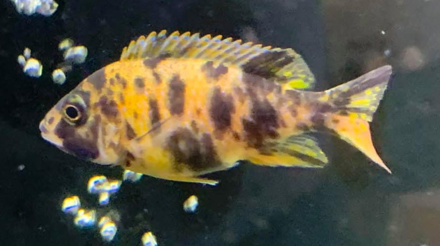 image of an aquarium fish OB Peacock