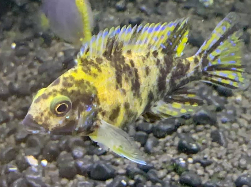 Image of an aquarium fish Aulonocara OB Peacock