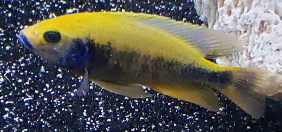 picture of an aquarium fish Otopharynx lithobates Sulphur Head