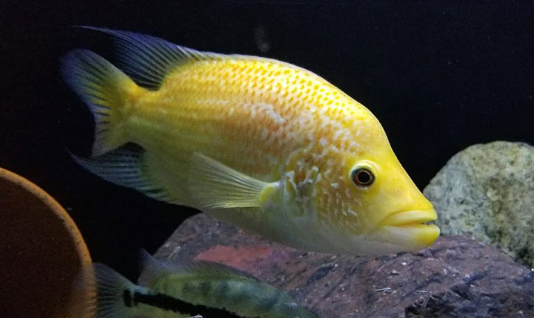 Image of an aquarium fish Parachromis Dovii Hybrid