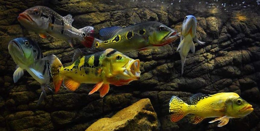 Image of aquarium fish Parachromis Hybrids