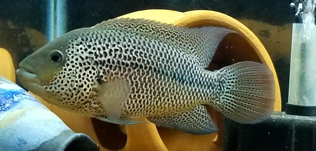 Image of tropical fish Parachromis Motaguensis