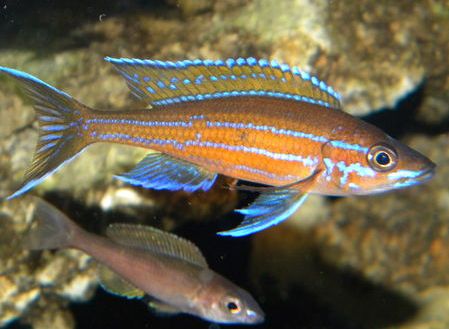 picture of an aquarium fish Paracyprichromis nigripinnis Blue Neon