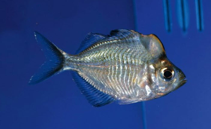 picture of an aquarium fish Parambassis pulcinella, Humphead glassfish