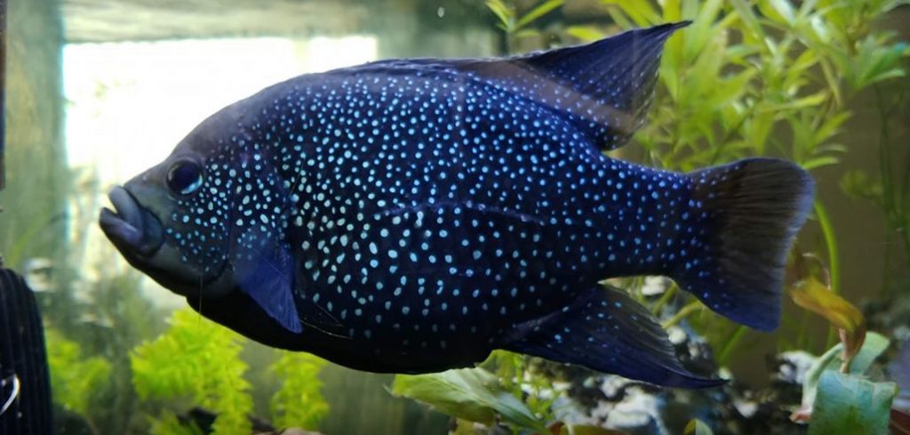 picture of an aquarium fish Paratilapia polleni