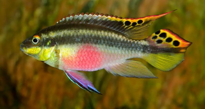 Pelvicachromis pulcher (Kribensis)