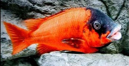 picture of an aquarium fish Petrochromis red bulu