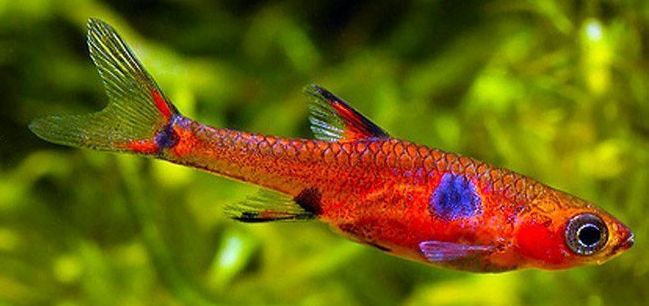 Aquarium Fish Boraras maculatus, Pigmy Rasbora