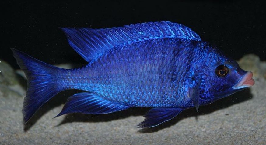 picture of an aquarium fish Placidochromis Phenochilus Madoka “White Lip “