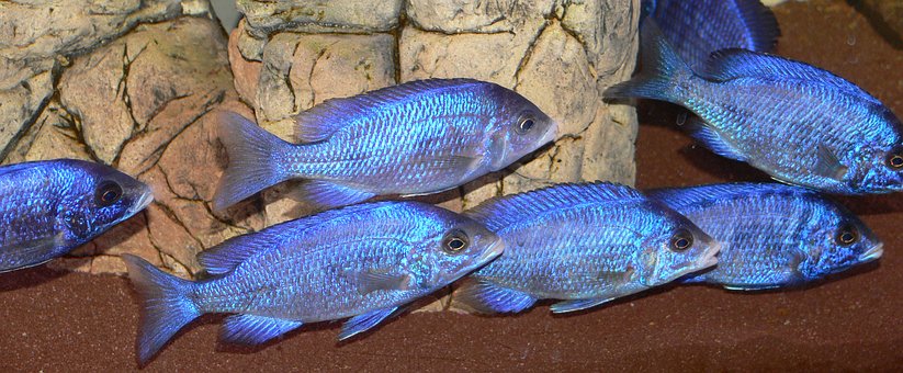 picture of aquairum fish Placidochromis Phenochilus Mdoka White Lips