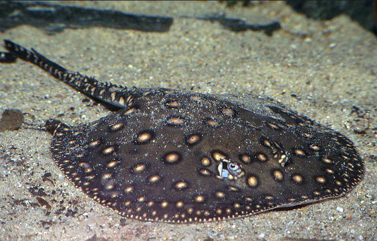 picture of an aquarium fish Potamotrygon motoro, Fresh Water Ray