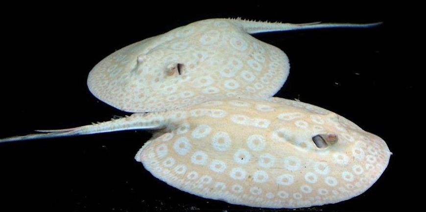 picture of an aquarium fish Potamotrygon motoro albino stingrays