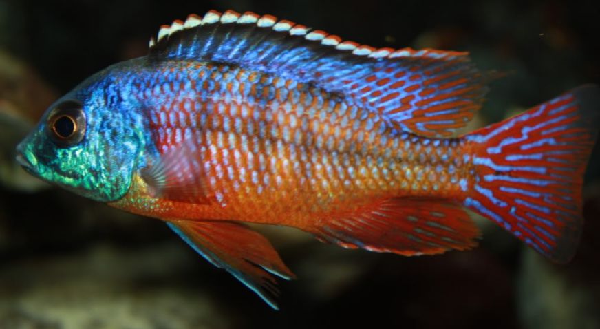 picture of an aquarium fish Protomelas taeniolatius Red Empress