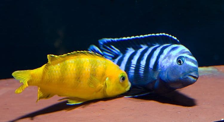 picture of two aquarium fish Pseudotropheus saulosi
