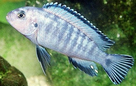 picture of an aquarium fish Pseudotropheus socolofi