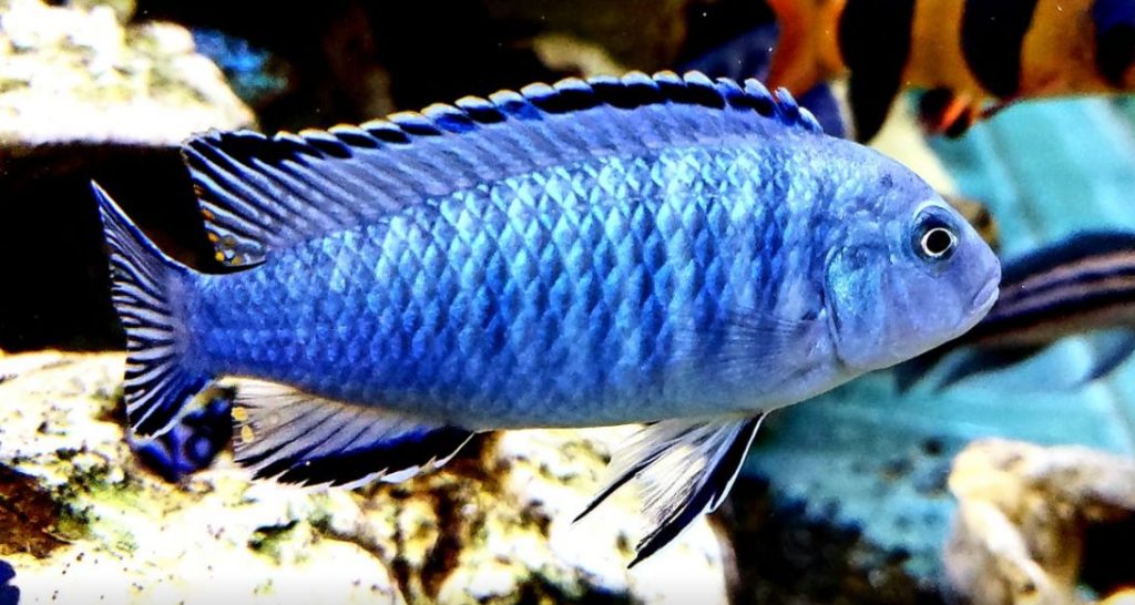 picture of an aquarium fish Pseudotropheus tropheus
