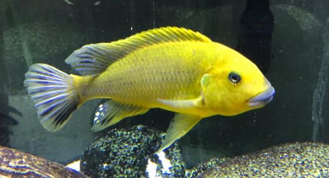 picture of an aquarium fish Pseudotropheus williamsi blue lips north makonde
