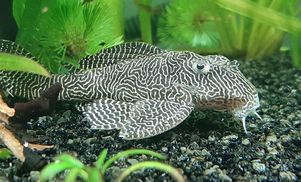 picture of aquarium fish Queen Arabesque L260 plecostomus