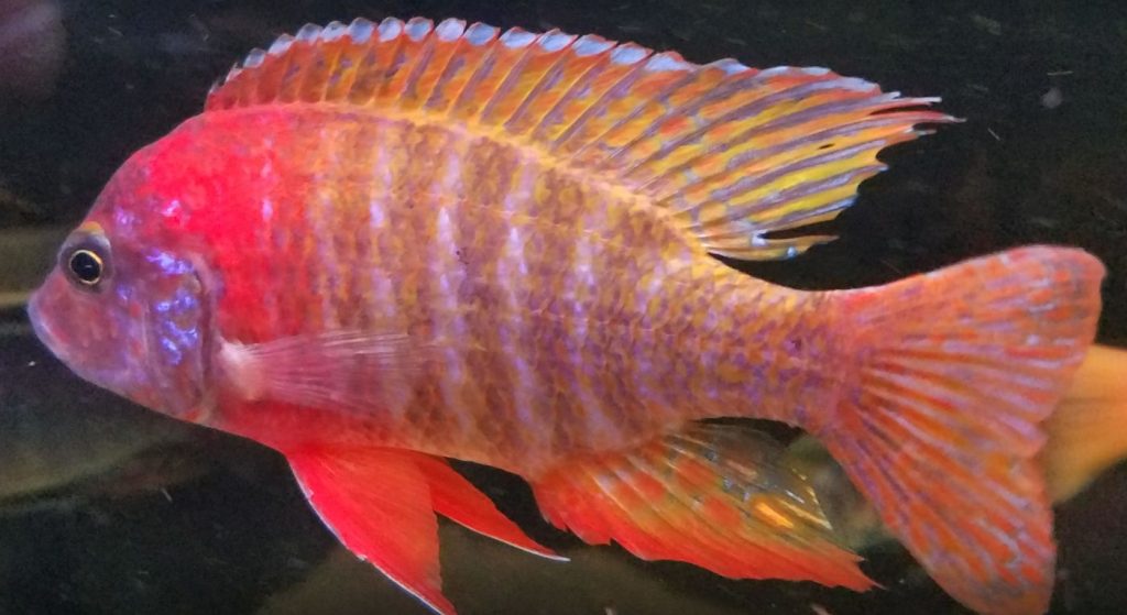 Picture of an aquarium fish Red Fire Queen