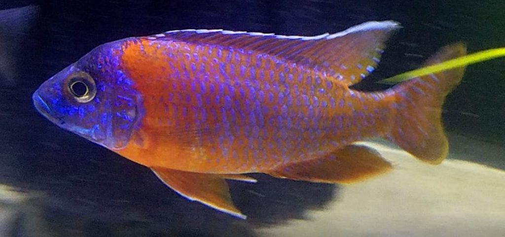 Picture of an aquairum fish Ruby Red Roter Kaiser