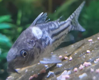 Bacterial saddleback in a fish