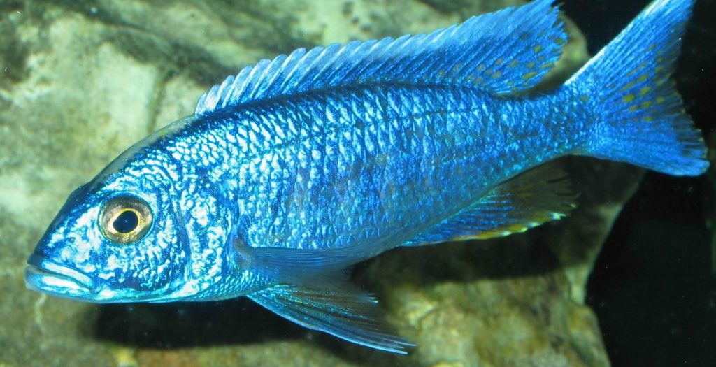 picture of an aquarium fish Sciaenochromis fryeri