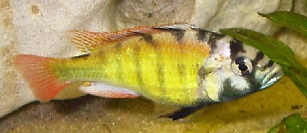 picture of aquarium fish Sp 44 (Haplachromis obliquidens)