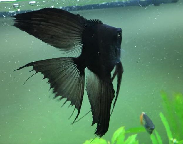 Pterophyllum scalar, Super Black Angelfish 