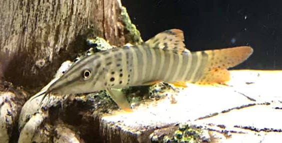 picture of an aquarium fish Syncrossus Berdmorei, Redfin Tiger Loach