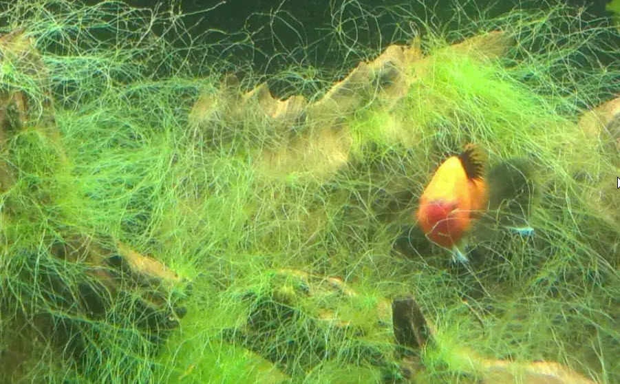 Thread algae in Aquarium