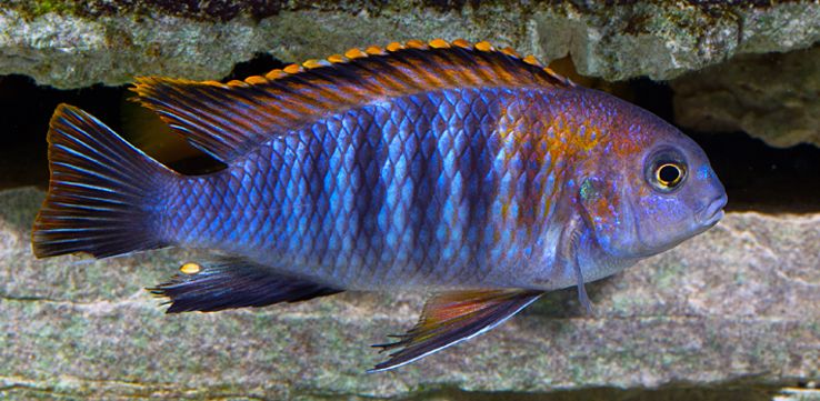 picture of an aquarium fish Tropheops tropheops Red Top Chilumba