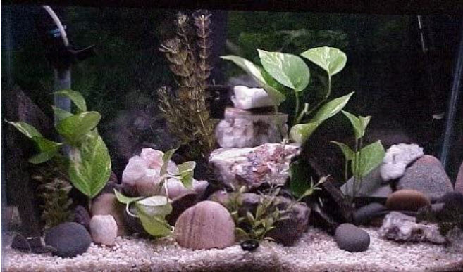 Various rocks used in Aquascape