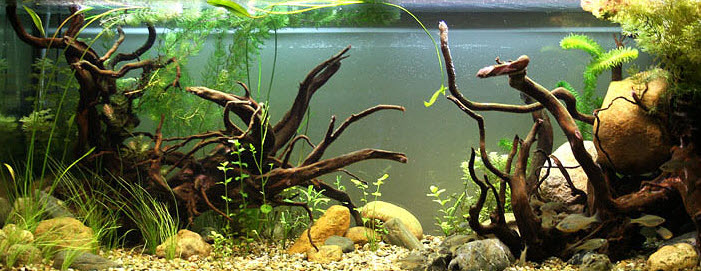 Wood and Rock in an Aquascape