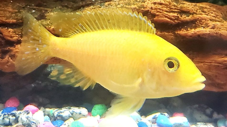 picture of an aquarium fish Yellow dragonblood peacock