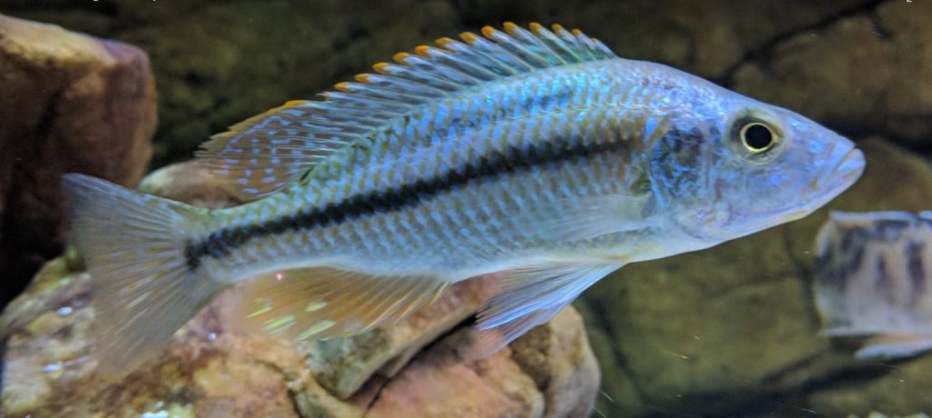 Aquarium Fish Dimidiochromis Strigatus