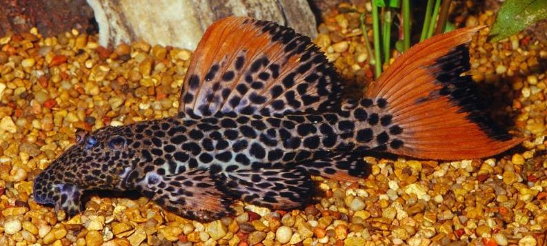 image of an aquarium fish Plecostomas Pseudacanthicus L114