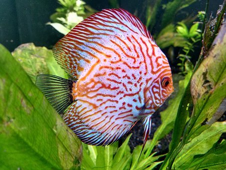 Aquarium Fish Symphysodon aequifasciatus discus