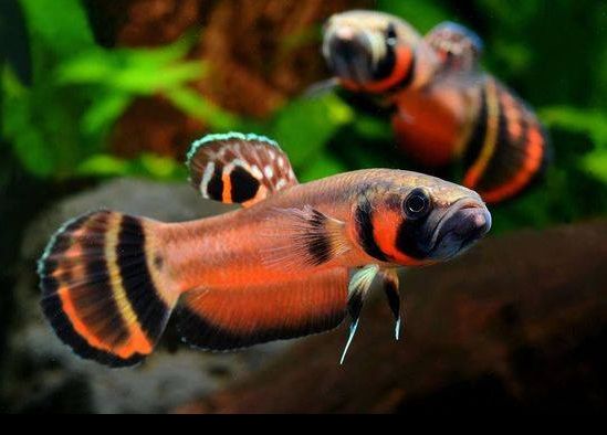 picture of an Aquarium Fish species betta macrostoma