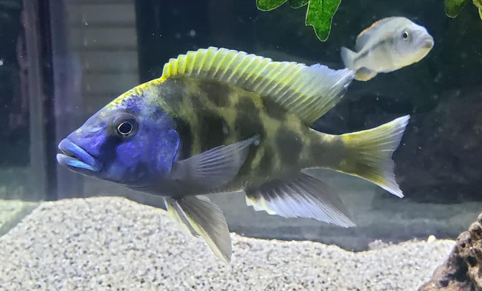 Aquarium fish Nimbochromis Venustus