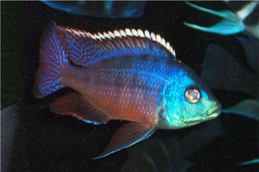 Aquarium Fish Protomelas taeniolatius Red Empress