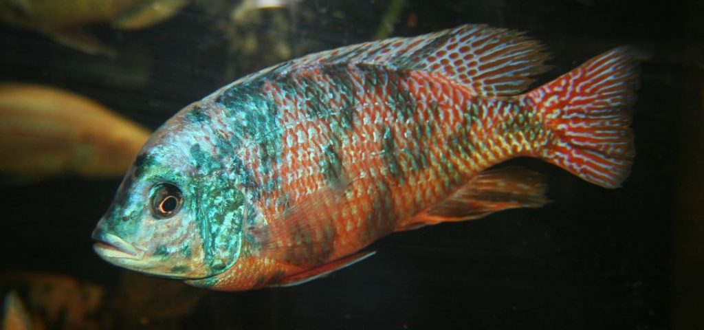 Aquarium Fish Protomelas taeniolatius Red Empress OB