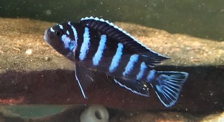 Aquarium Fish Pseudotropheus demasoni