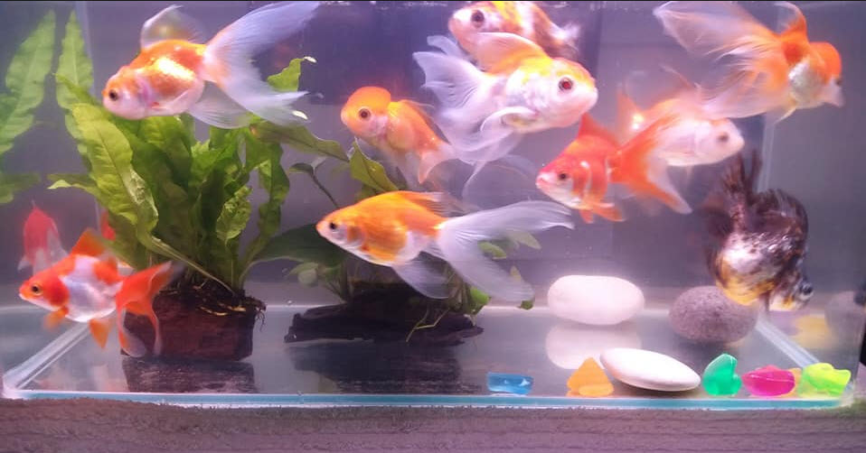 eleven goldfish in a 4 gallon aquarium