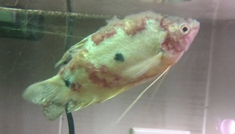 Saprolegniasis on a fish