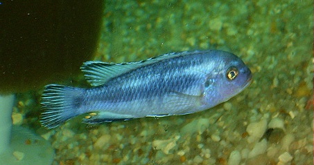 Aquarium Fish Pseudotropheus socolofi
