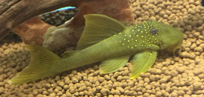 aquarium fish green phantom pleco